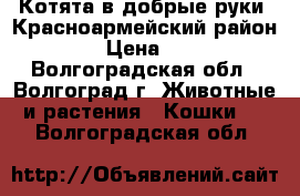 Котята в добрые руки (Красноармейский район) › Цена ­ 1 - Волгоградская обл., Волгоград г. Животные и растения » Кошки   . Волгоградская обл.